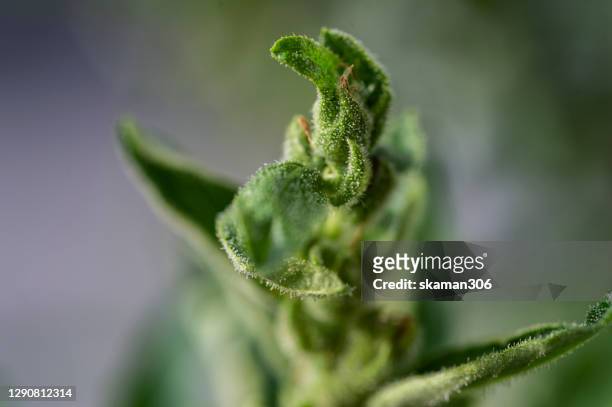 close up trichomes cloudy head of cannabis sativa flowering bud ready for harvest - djurtrikom bildbanksfoton och bilder