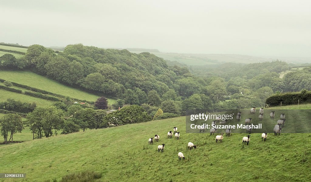 Sheep on hillside on misty day