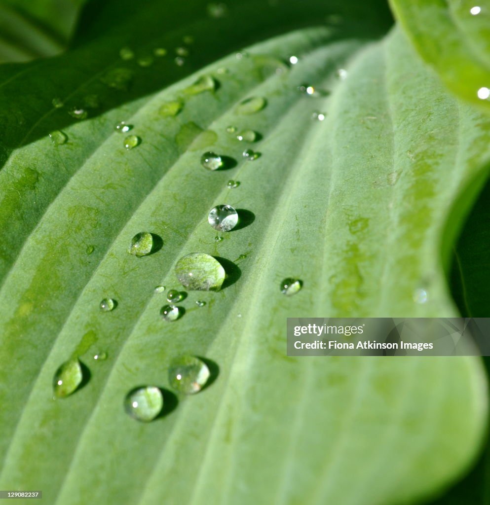 Raindrops on hosta