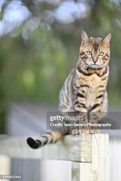 adolescent bengal - bengal cat stock pictures, royalty-free photos & images