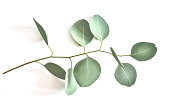 Eucaliptys twig with silver green leaves on white background close up