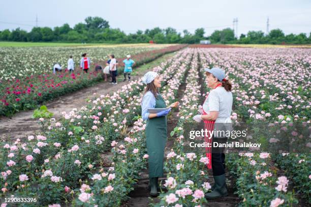 bauernfamilie untersucht die neuen sämlinge in der rosenplantage. landwirtschaftliche berufe. familienunternehmen. - mother daughter roses stock-fotos und bilder