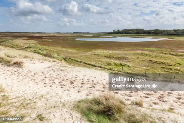 nature reserve of zwin - fiandre occidentali foto e immagini stock
