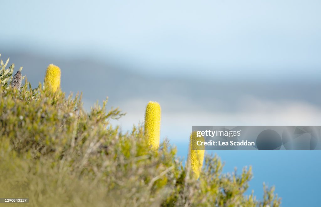Candlestick Slender Banksia