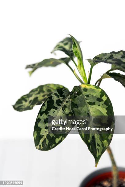 close up of aglaonema pictum tricolor araceae family - dreifarbig stock-fotos und bilder