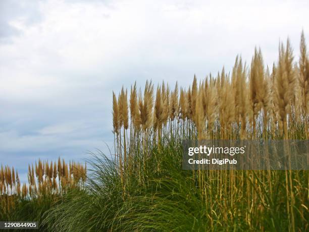 pampas grass in hitachi seaside park - hitachi ibaraki stock pictures, royalty-free photos & images