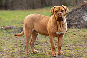 French Mastiff - Bordeaux Dog - Dogue de Bordeaux on natural background