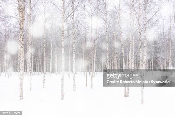 white snowflakes falling over birch tree forest, scandinavia - betulla foto e immagini stock