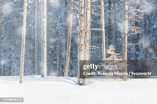 Frozen Tree Rtrunk Snowflakes Over Frozen Tree Trunks Of Arctic Forest Finland ストックフォト ...