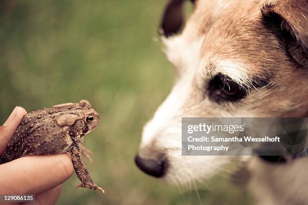 princess and toad - toad stock pictures, royalty-free photos & images