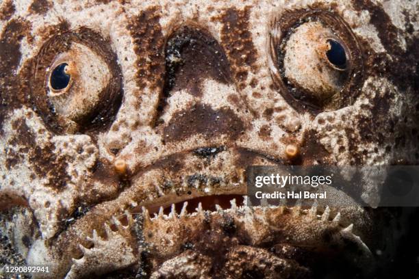 whitemargin stargazer close-up - stargazer fish stock pictures, royalty-free photos & images