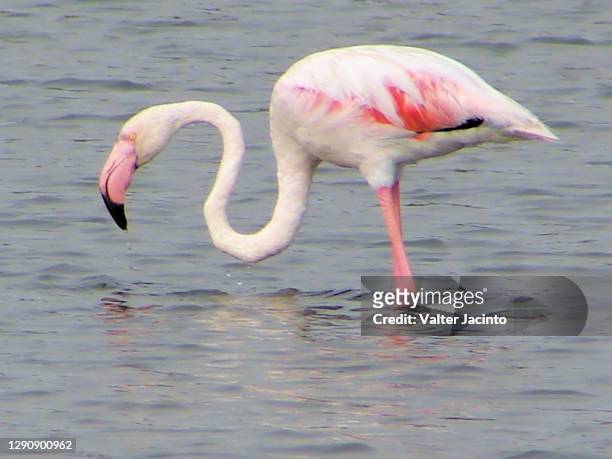 greater flamingo (phoenicopterus roseus) - nature reserve stock pictures, royalty-free photos & images