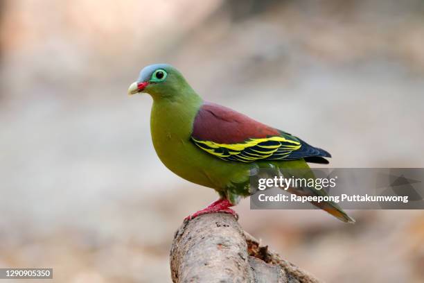 thick-billed green pigeon treron curvirostra beautiful birds of thailand - thick billed green pigeon stock pictures, royalty-free photos & images