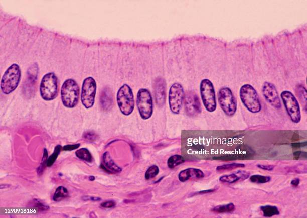 epithelium--simple olumnar epithelium with desmosomes--lining the inside of the pancreatic duct, human, 250x - simple columnar epithelial cell ストックフォトと画像