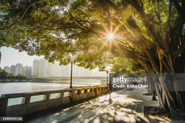 asian woman jogging along the riverside - city life stock pictures, royalty-free photos & images