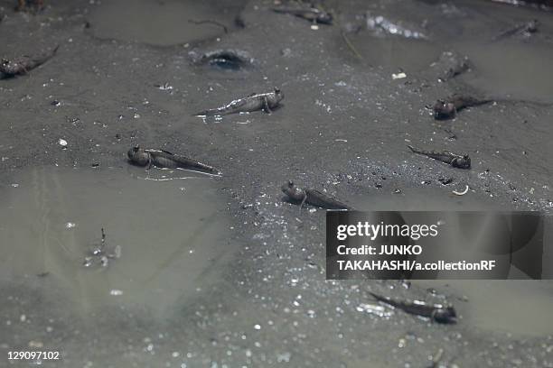 mudskippers - trimma okinawae stock pictures, royalty-free photos & images