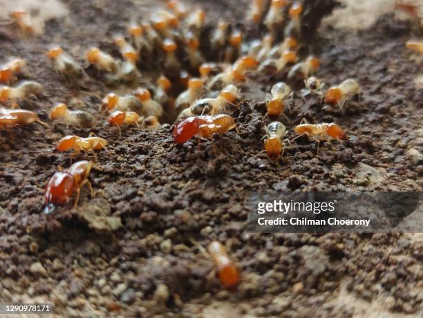 ant in hole home - ants in house stock pictures, royalty-free photos & images