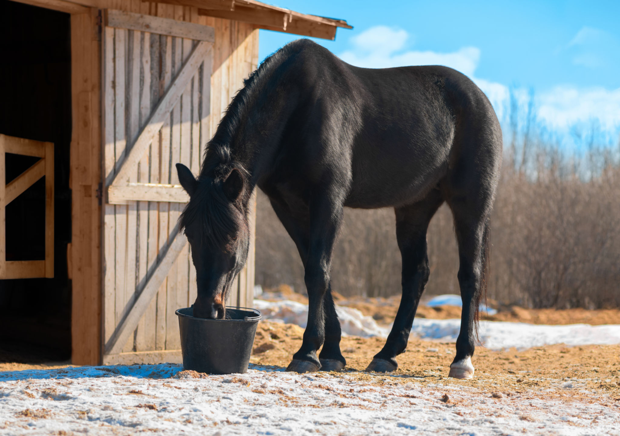 winter stable