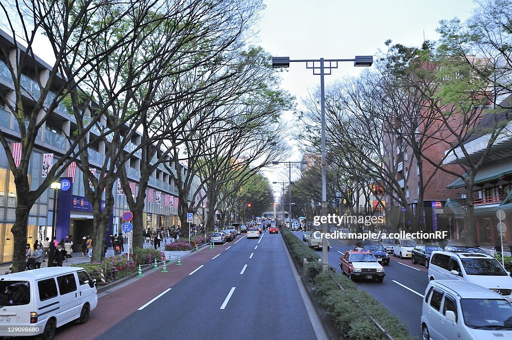 Omotesando at Dusk