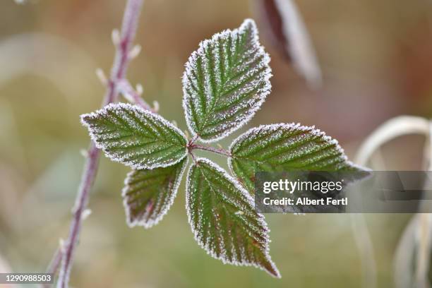 brombeerblatt mit raureif - lovely frozen leaves stock pictures, royalty-free photos & images