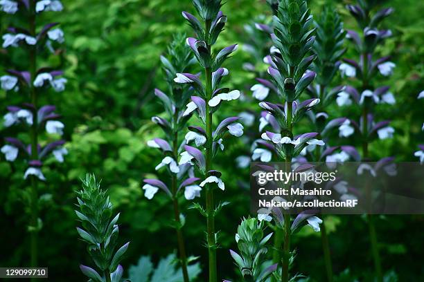 Acanthus Flowers Photos and Premium High Res Pictures - Getty Images