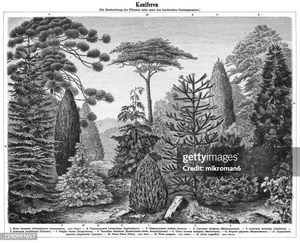 old engraved illustration of conifers - antique botany stock pictures, royalty-free photos & images