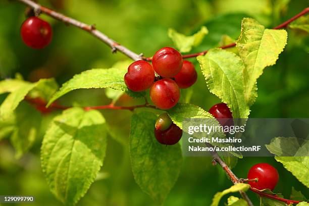 Prunus Japonica Photos and Premium High Res Pictures Getty Images
