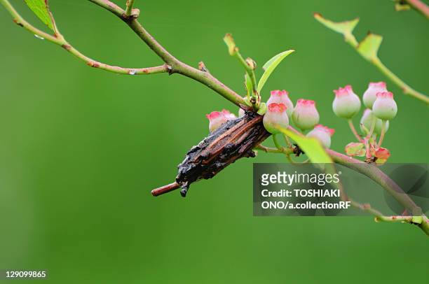 bagworm moth - bagworm moth 個照片及圖片檔