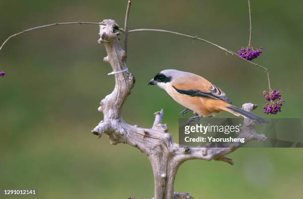 a long-tailed shrike or rufous-backed shrike bird (lanius schach) perched on a tree branch - lanius schach stock pictures, royalty-free photos & images