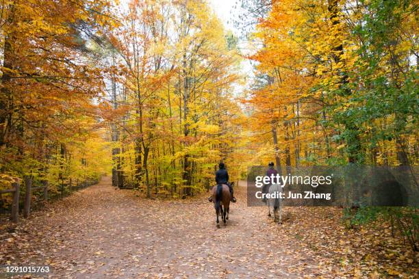 horse riding in the woods in ontario, canada - autumn steed stock pictures, royalty-free photos & images