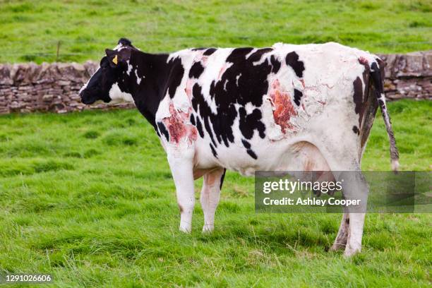 a cow with a nasty skin disease that is causing its skin to fall off, scotland, uk. - infected wound stock-fotos und bilder