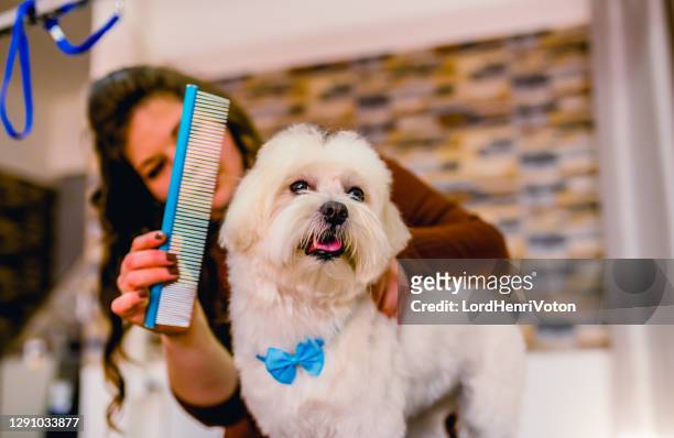 maltese dog at grooming salon - combing stock pictures, royalty-free photos & images