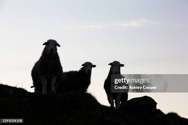 three herdwick sheep silhouetted on loughrigg in the lake district, uk. - herdwick sheep stockfoto's en -beelden