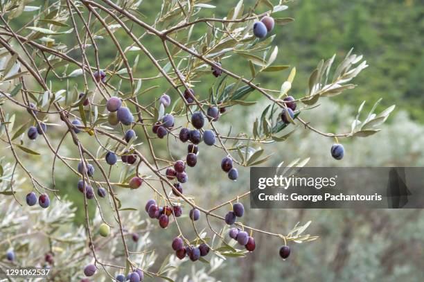 ripe olives on a tree - kalamata olive stock-fotos und bilder