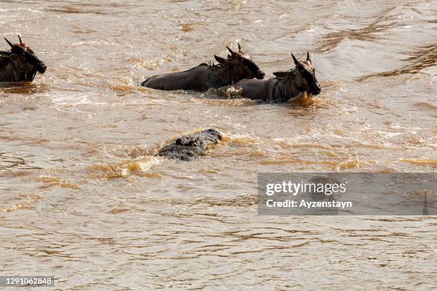 crocodile attack to wildebeests at great migration at mara river - wildebeest stock pictures, royalty-free photos & images