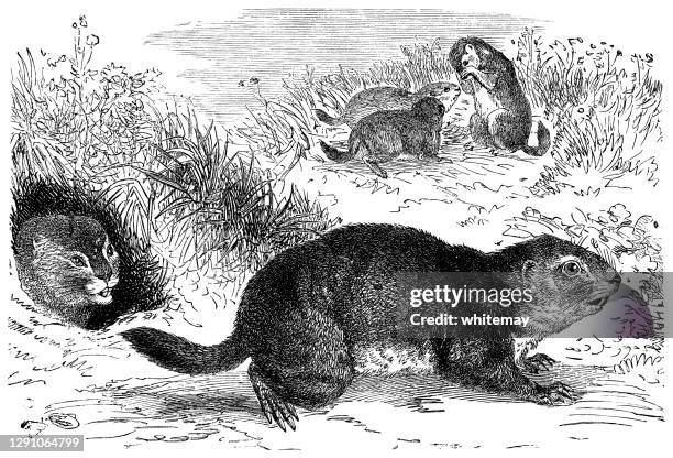 35 Ilustraciones de Perrito De Las Praderas - Getty Images 35 Ilustraciones de Perrito De Las Praderas - Getty Images