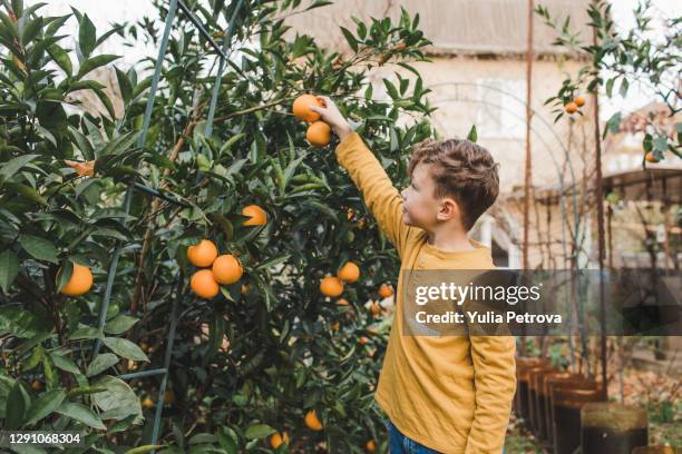 a boy harvests ripe juicy tangerines in the garden in autumn - orange farm - fotografias e filmes do acervo