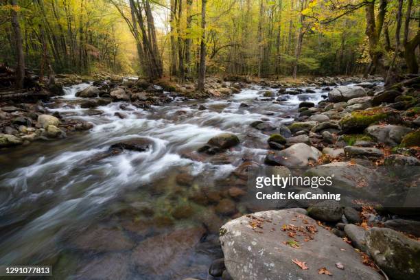 mountain stream and autumn leaves - tennessee landscape stock pictures, royalty-free photos & images