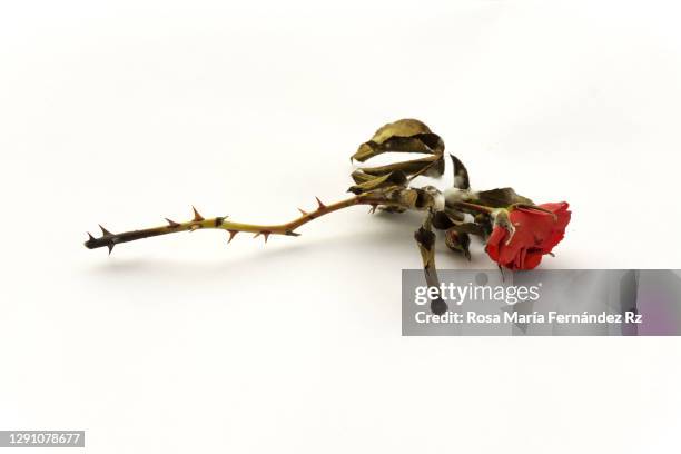 a moldy red rose on white background. - thorn bush stock pictures, royalty-free photos & images