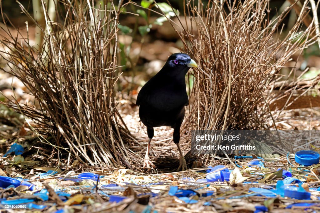 Male Satin Bowerbird