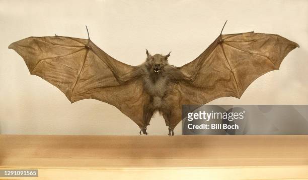 taxidermy - flying fox bat with wings spread wide and mouth open in a glass display case - spread wings stockfoto's en -beelden