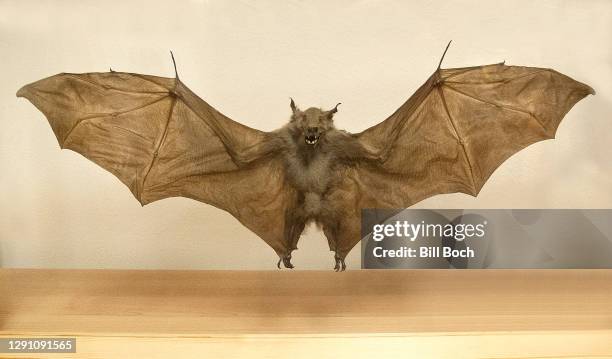 taxidermy - flying fox bat with wings spread wide and mouth open in a glass display case - taxidermy stock pictures, royalty-free photos & images