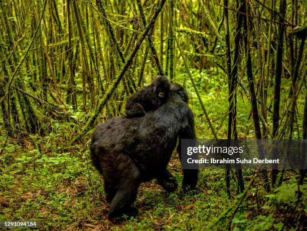 the mother mountain gorilla (gorilla beringei beringei) and her baby among bamboos in volcanos national park, rwanda - gorilla love 2 stockfoto's en -beelden