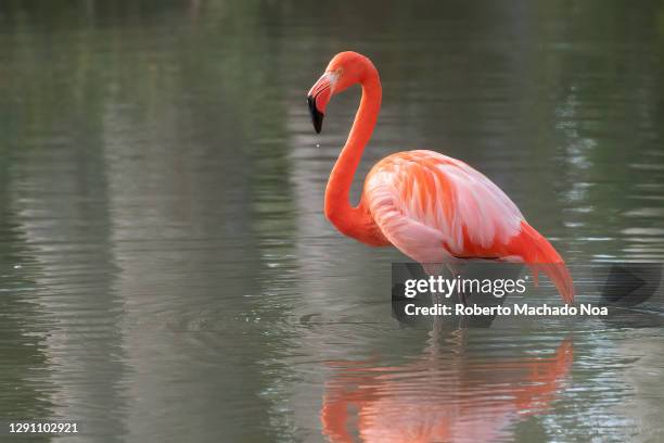 american flamingo bird in the water - roter flamingo stock-fotos und bilder