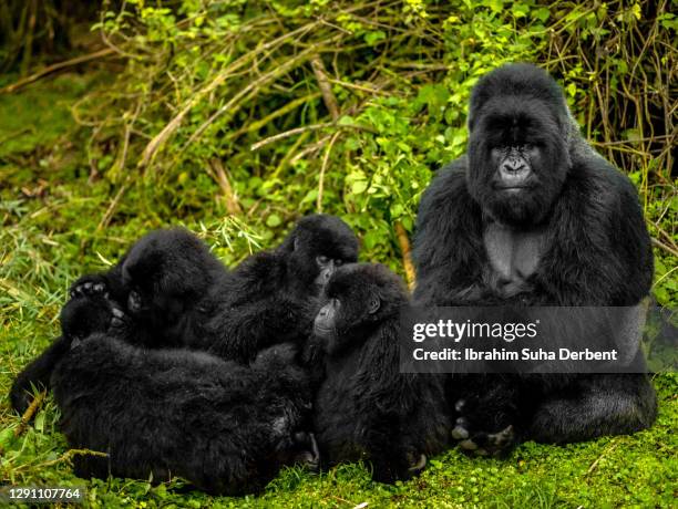 the scene of father mountain gorilla with his children in volcanos national park, rwanda - silverback gorilla stock pictures, royalty-free photos & images