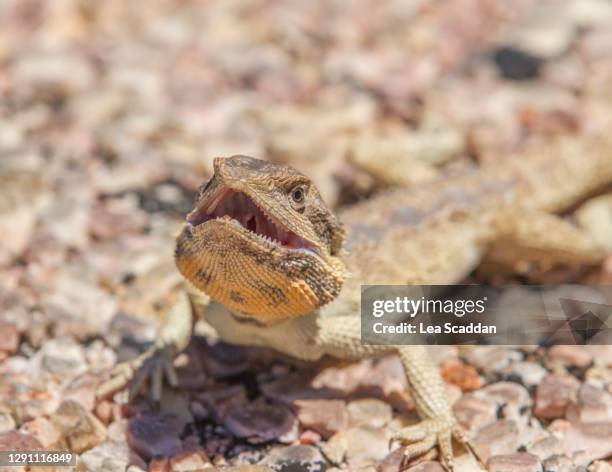 Lizard Tecter Lizard Scale Texture - Fotografias e Filmes do Acervo - Getty Images