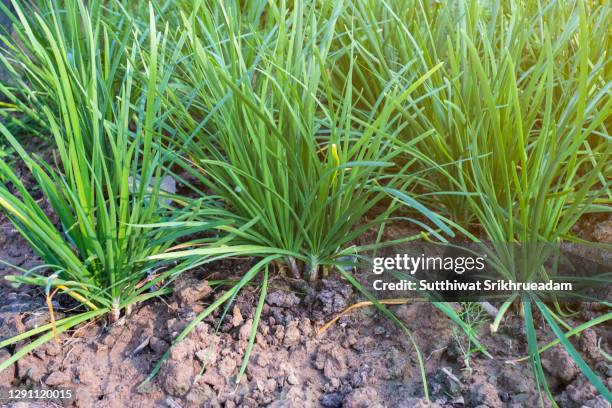 high angle view of green chives growing in garden - cebolinho imagens e fotografias de stock