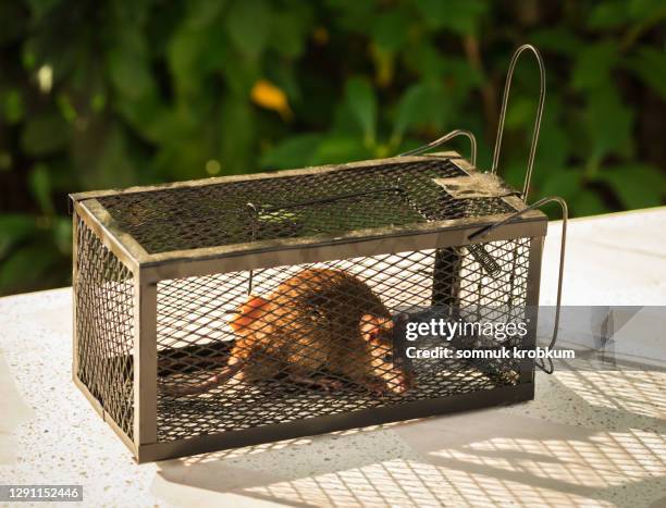 little rat in trap - knaagdier stockfoto's en -beelden