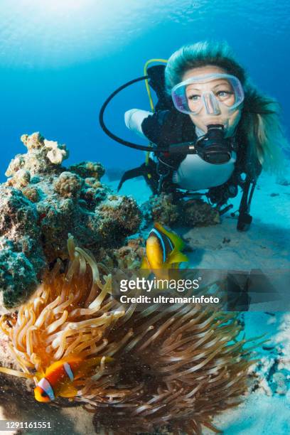 anemone clownfish underwater sea life coral reef foto subacquea scuba diver point of view. donna bionda immersioni subacquee sullo sfondo. - pesce pagliaccio di clark foto e immagini stock
