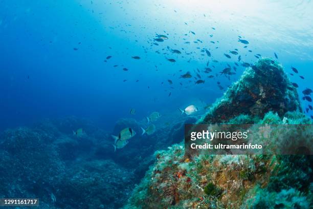 water animals sargo or white seabream fish underwater  in sea sea life mediterranean sea scuba diver point of view - mediterranean sea stock pictures, royalty-free photos & images